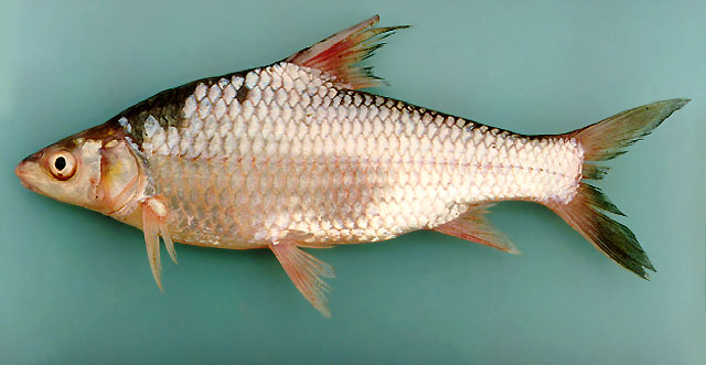 泰国圆唇鱼(Cyclocheilichthys furcatus)