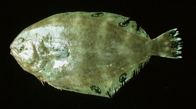 奇氏圆棘鲆(Cyclopsetta chittendeni)
