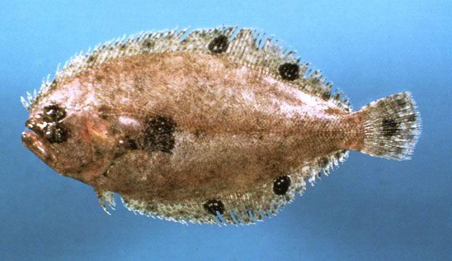 斑鳍圆棘鲆(Cyclopsetta fimbriata)