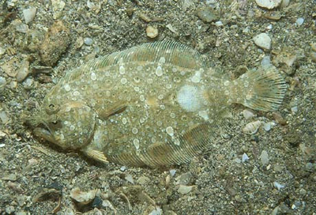 巴拿马圆棘鲆(Cyclopsetta panamensis)