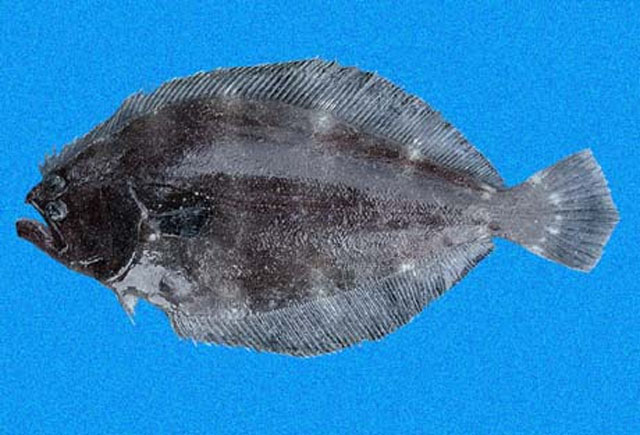 圆棘鲆(Cyclopsetta querna)