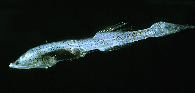 侏圆罩鱼(Cyclothone pygmaea)