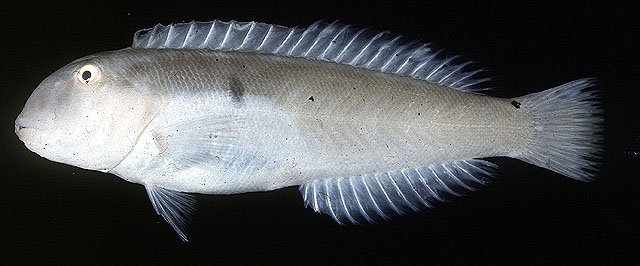 侧斑钝头鱼(Cymolutes lecluse)