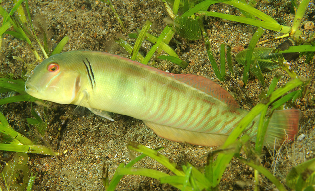 环状钝头鱼(Cymolutes torquatus)