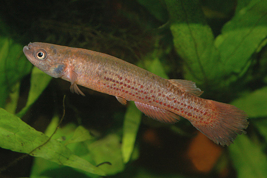 弗氏犬牙鳉(Cynodonichthys frommi)