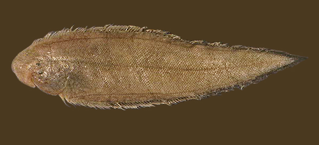 短舌鳎(Cynoglossus abbreviatus)