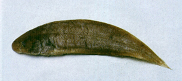 焦氏舌鳎(Cynoglossus joyneri)