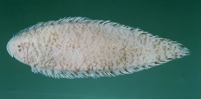 格氏舌鳎(Cynoglossus kopsii)