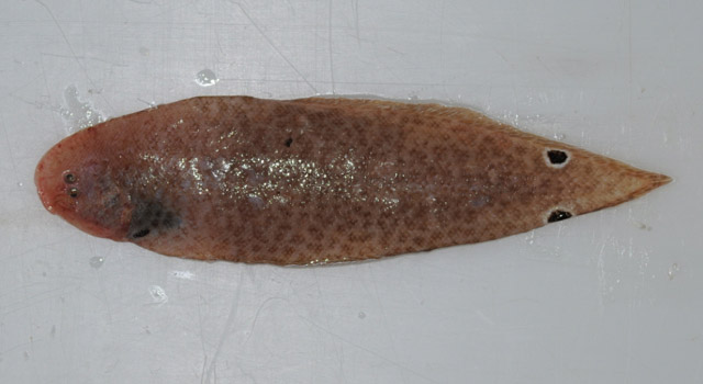 麦氏舌鳎(Cynoglossus maccullochi)