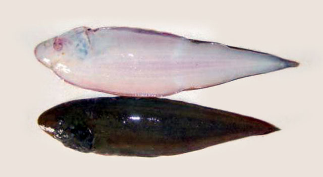 巨鳞舌鳎(Cynoglossus macrolepidotus)