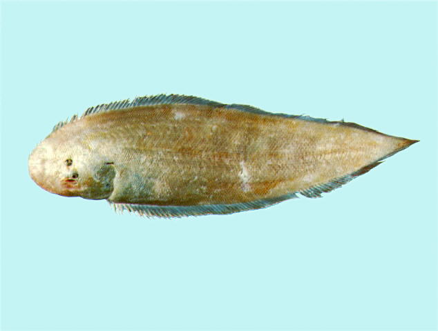 大眼舌鳎(Cynoglossus macrophthalmus)