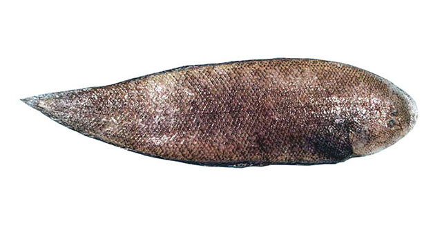 斑翼舌鳎(Cynoglossus maculipinnis)