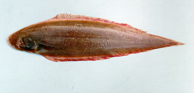 小鳞舌鳎(Cynoglossus microlepis)