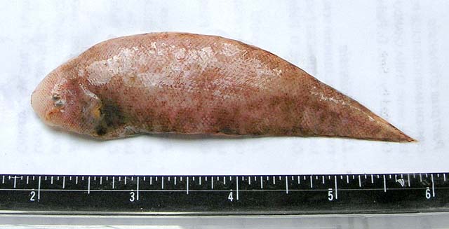 寡鳞舌鳎(Cynoglossus oligolepis)