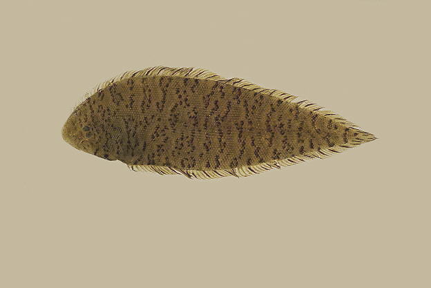 斑头舌鳎(Cynoglossus puncticeps)