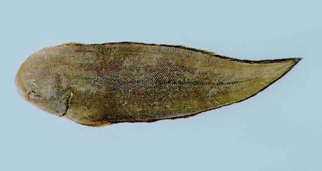 半滑舌鳎(Cynoglossus semilaevis)
