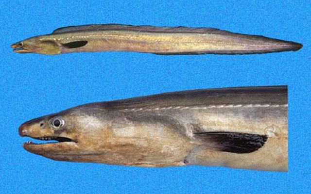 锥头粗犁齿海鳗(Cynoponticus coniceps)