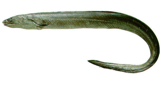 萨瓦粗犁齿海鳗(Cynoponticus savanna)