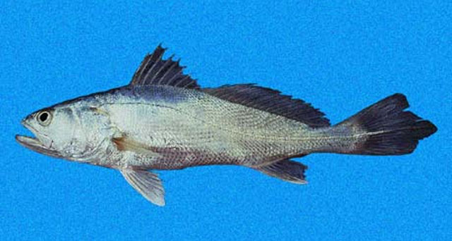 乳色犬牙石首鱼(Cynoscion albus)