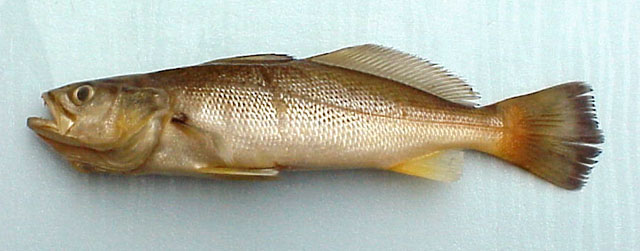 沙犬牙石首鱼(Cynoscion arenarius)