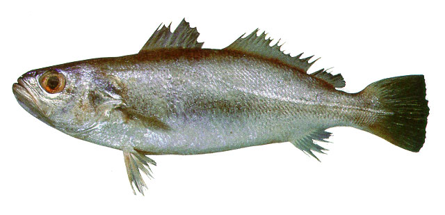 牙买加犬牙石首鱼(Cynoscion jamaicensis)