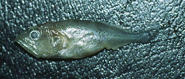 巴西犬牙石首鱼(Cynoscion leiarchus)