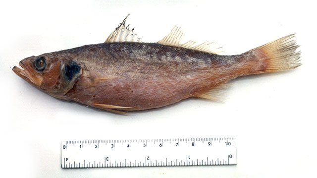 犬头犬牙石首鱼(Cynoscion phoxocephalus)