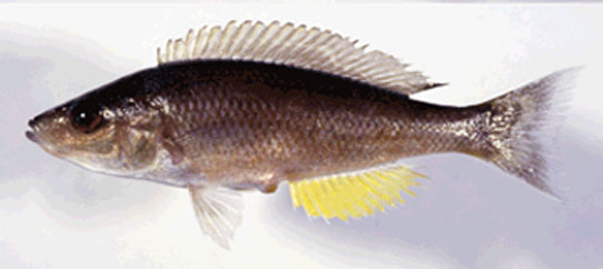 坦噶尼喀湖爱丽鱼(Cyprichromis coloratus)
