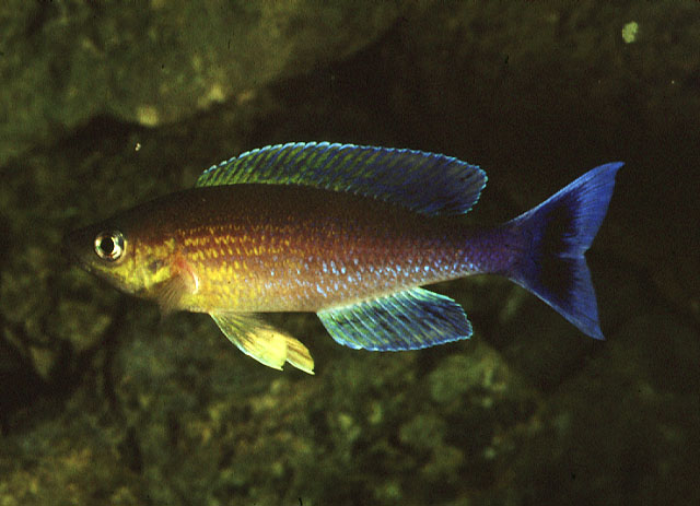 细体爱丽鱼(Cyprichromis leptosoma)