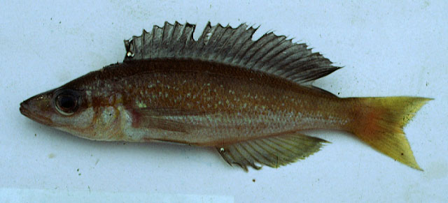 小鳞爱丽鱼(Cyprichromis microlepidotus)
