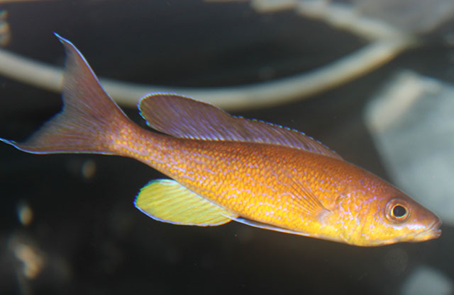 孔雀爱丽鱼(Cyprichromis pavo)