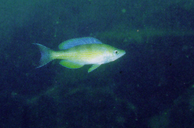 带纹爱丽鱼(Cyprichromis zonatus)
