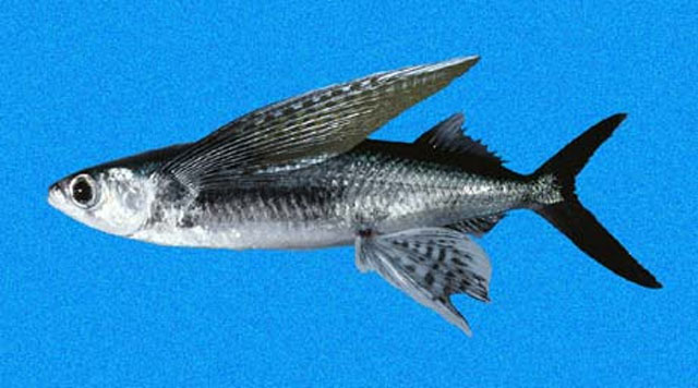 美鳍燕鳐鱼(Cypselurus callopterus)