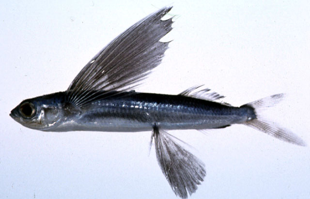 平井燕鳐鱼(Cypselurus hiraii)