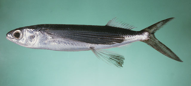 少鳞燕鳐鱼(Cypselurus oligolepis)