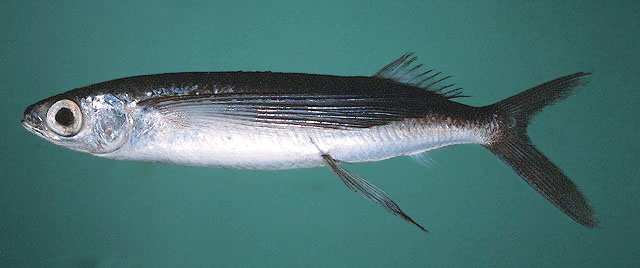 黑鳍燕鳐鱼(Cypselurus opisthopus)
