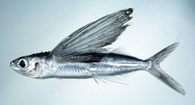 斯氏燕鳐鱼(Cypselurus starksi)