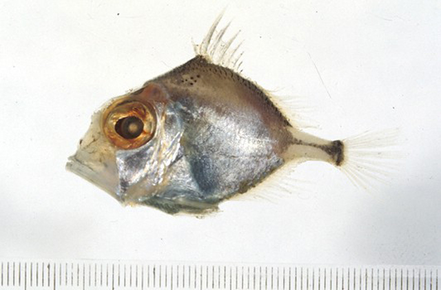青菱海鲂(Cyttomimus affinis)