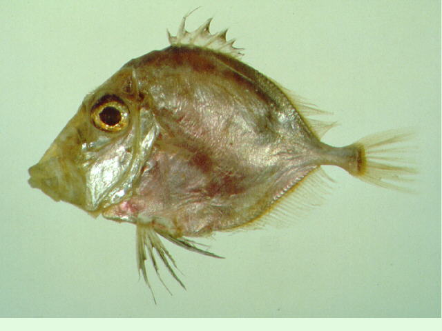 红腹棘海鲂(Cyttopsis rosea)
