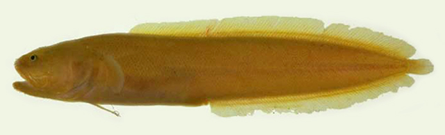 澳大利亚指枝蛇鳚(Dactylosurculus gomoni)