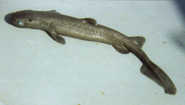 铠鲨(Dalatias licha)