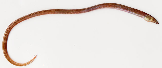 无须明蛇鳗(Dalophis imberbis)