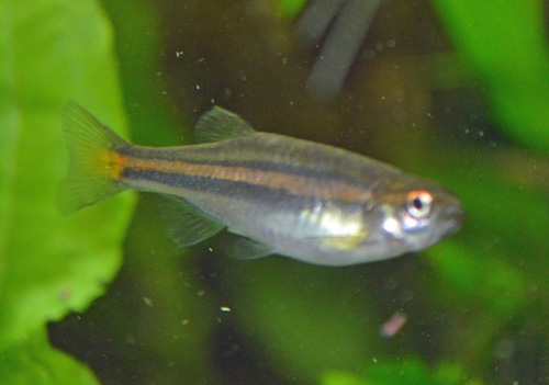 贾田(鱼丹)(Danio jaintianensis)