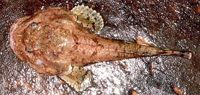 棘头须杜父鱼(Dasycottus setiger)