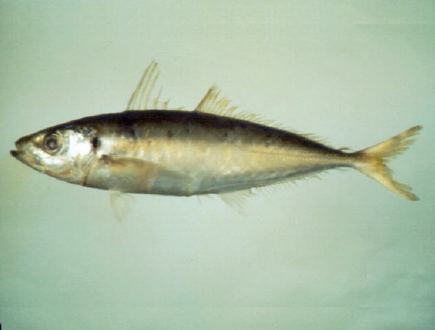 红背圆鰺(蓝圆鰺)(Decapterus maruadsi)
