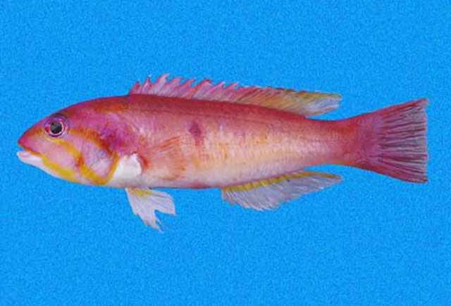 黑裸齿隆头鱼(Decodon melasma)