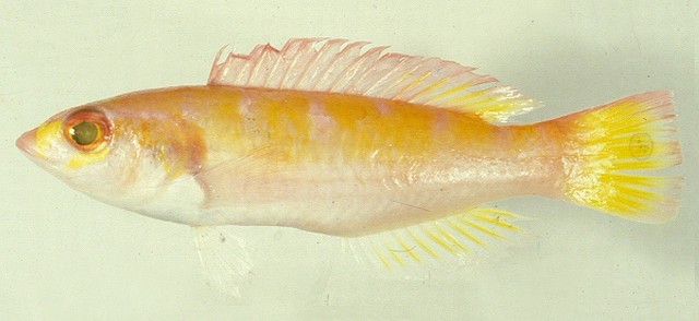 太平洋裸齿隆头鱼(Decodon pacificus)