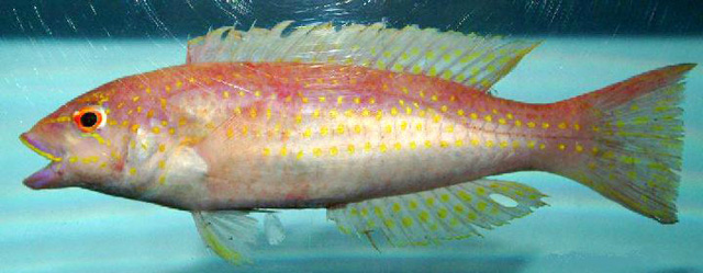 裸齿隆头鱼(Decodon puellaris)