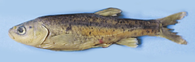 贾都鱼(鱼丹)(Delminichthys jadovensis)