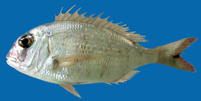 摩洛哥牙鲷(Dentex maroccanus)